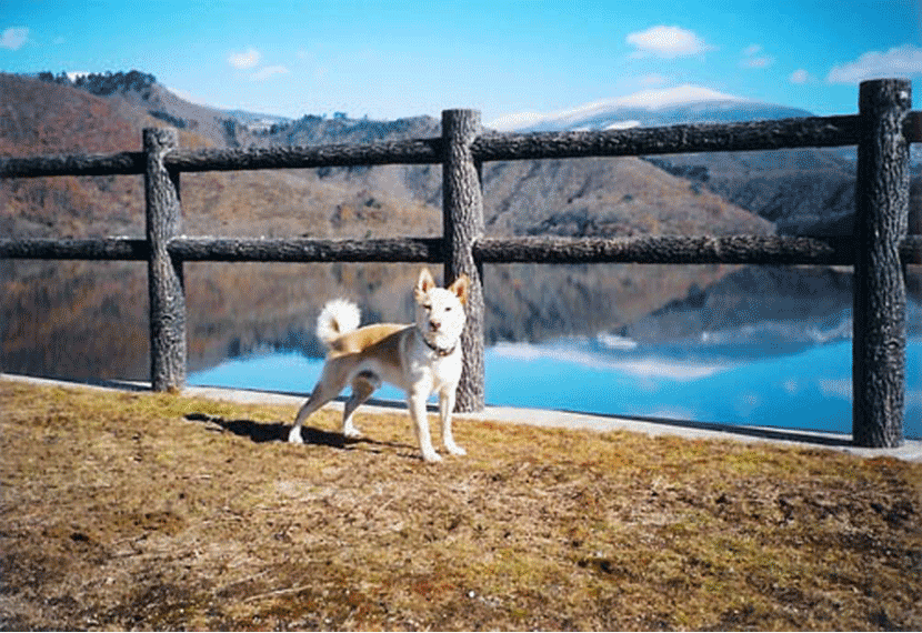 初代看板犬の「いわぞー」