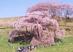 三春の滝桜